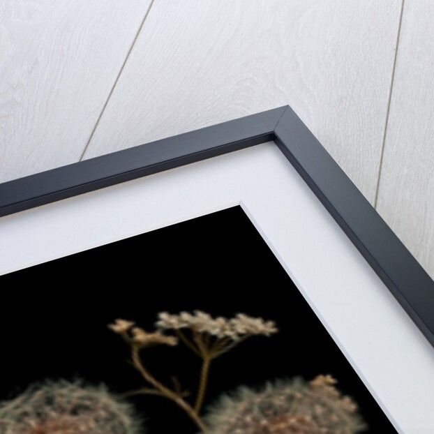 Meadow flowers by Assaf Frank